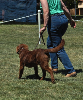 lacey_6mo