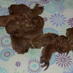 5a